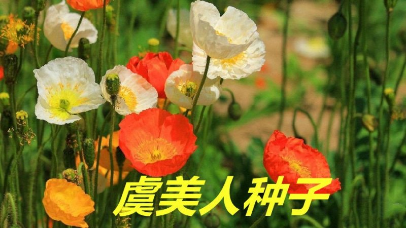 虞美人种子花海种子净籽6-8斤/亩