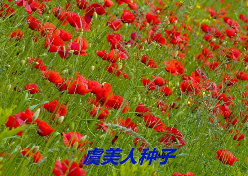 虞美人种子花海种子净籽6-8斤/亩
