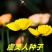 虞美人种子花海种子净籽6-8斤/亩