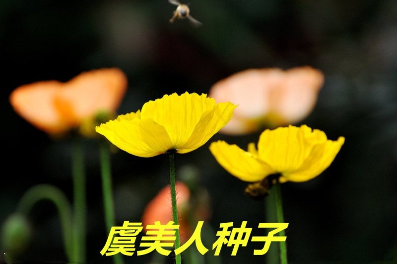 虞美人种子花海种子净籽6-8斤/亩