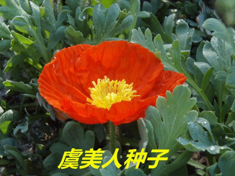 虞美人种子花海种子净籽6-8斤/亩
