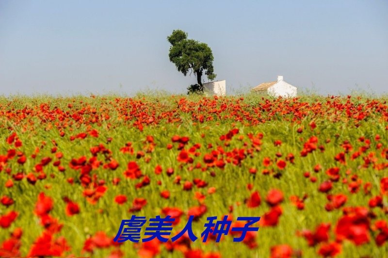虞美人种子花海种子净籽6-8斤/亩