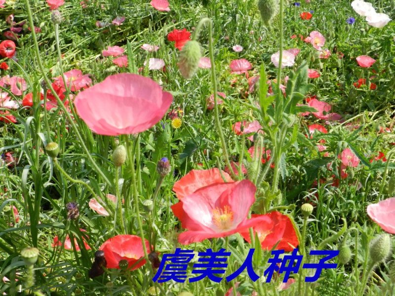 虞美人种子花海种子净籽6-8斤/亩