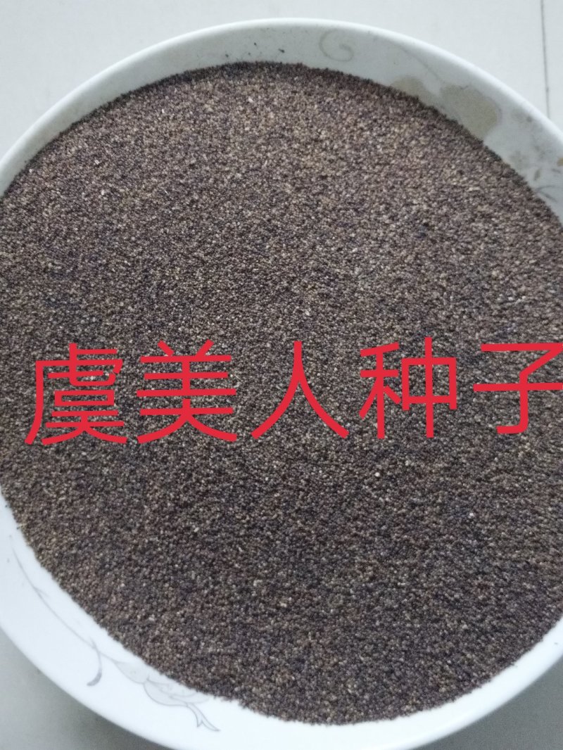 虞美人种子花海种子净籽6-8斤/亩