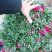 杜鹃花
