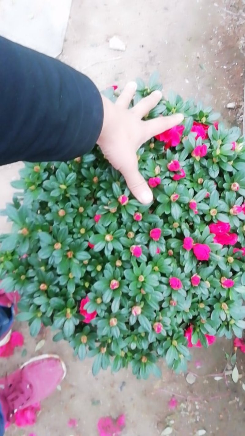 杜鹃花