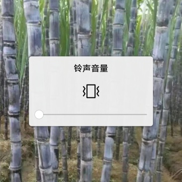 黑皮甘蔗