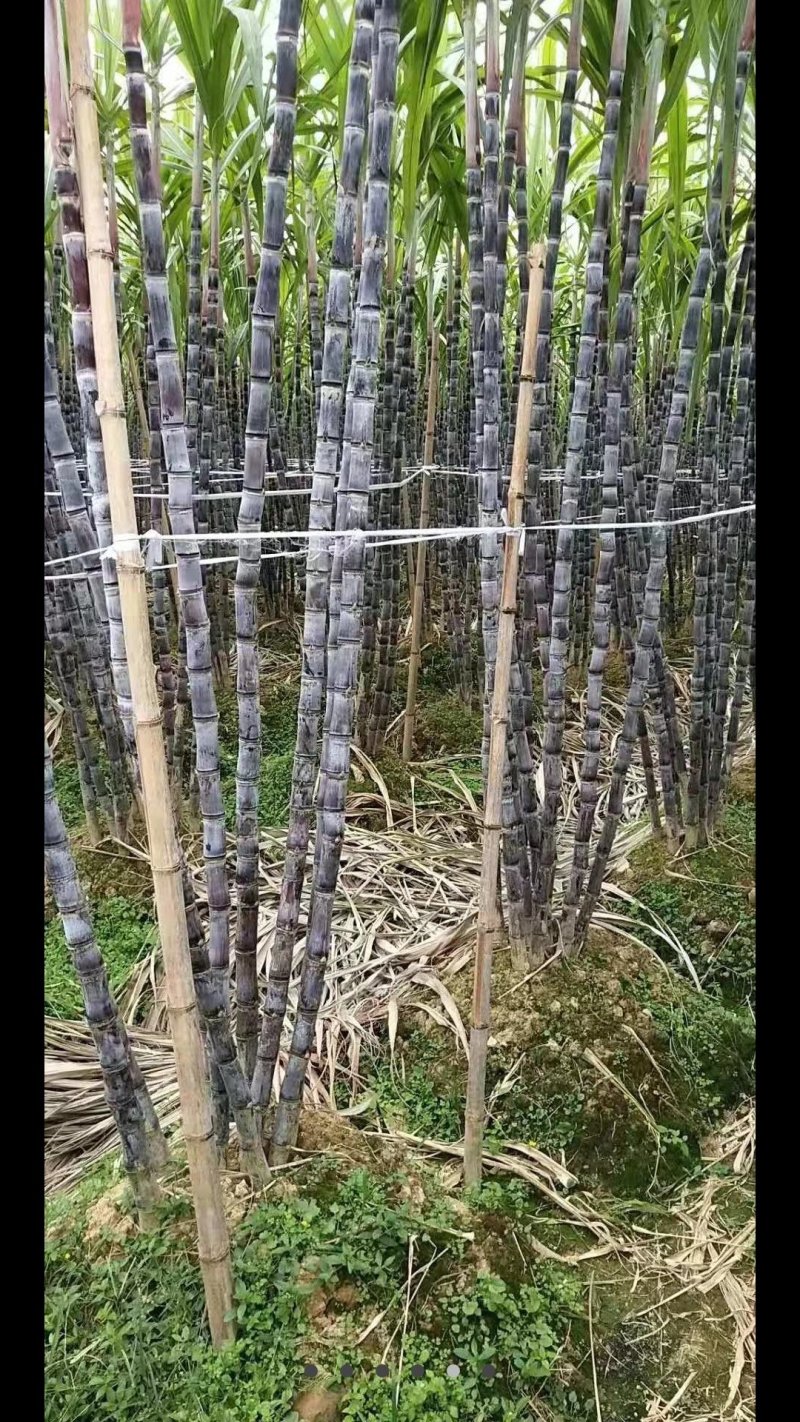黑皮甘蔗