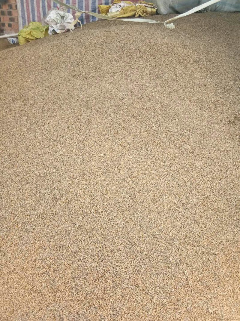 出售野菊花5吨，过筛过风机，前期货，白菜价