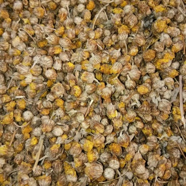 出售野菊花5吨，过筛过风机，前期货，白菜价