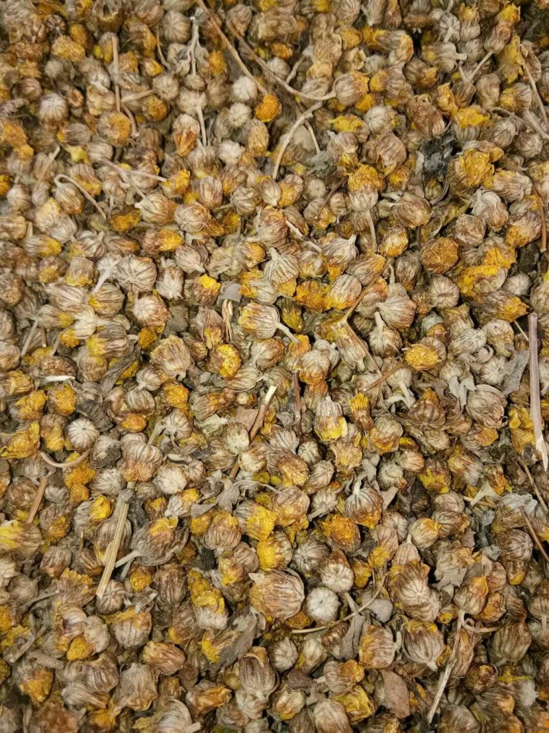出售野菊花5吨，过筛过风机，前期货，白菜价