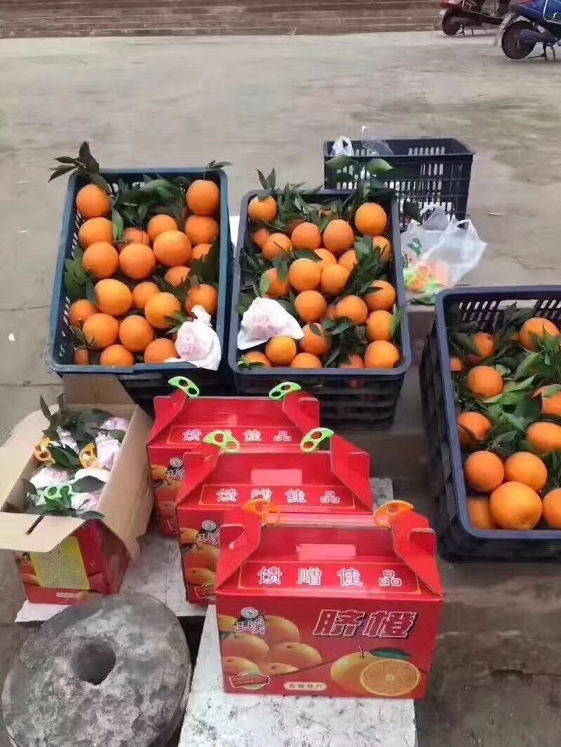 金堂脐橙自家果园生态脐橙，不打药💊，不上蜡，现摘现发…