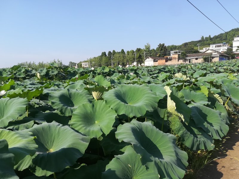 莲藕种苗