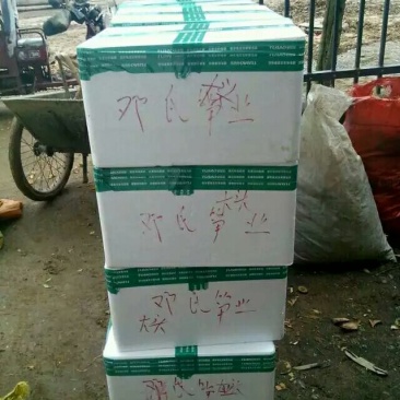 冬笋一斤以上大切，19斤装，