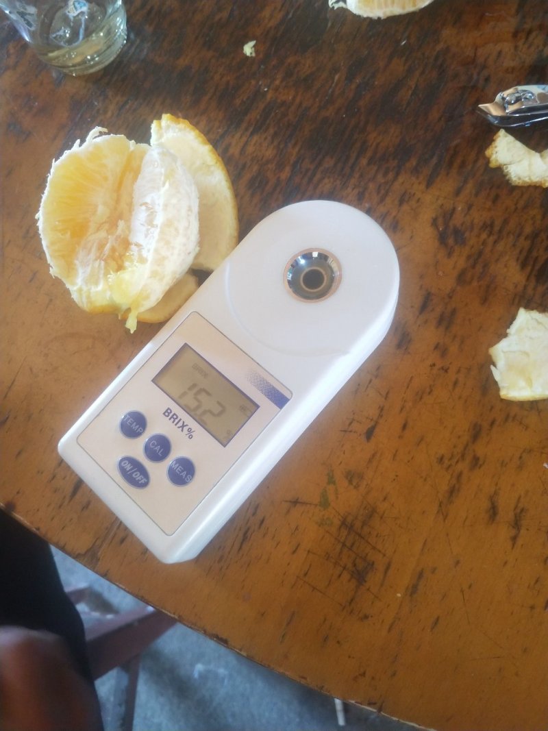 赣南脐橙