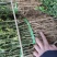 枳壳苗嫁0.5以上嫁接专用当年苗