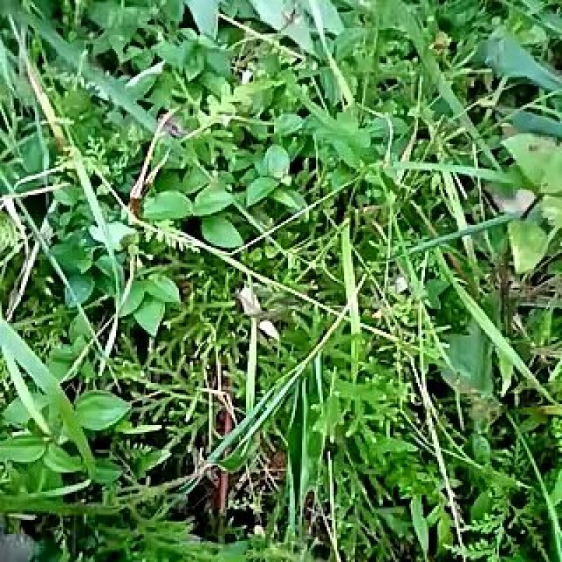 深山伸筋草，鲜品