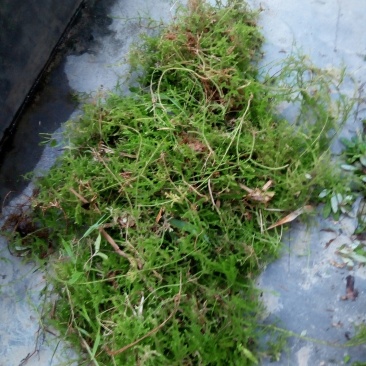 深山伸筋草，鲜品