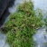 深山伸筋草，鲜品