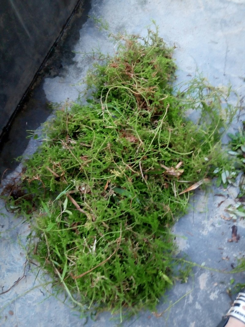 深山伸筋草，鲜品