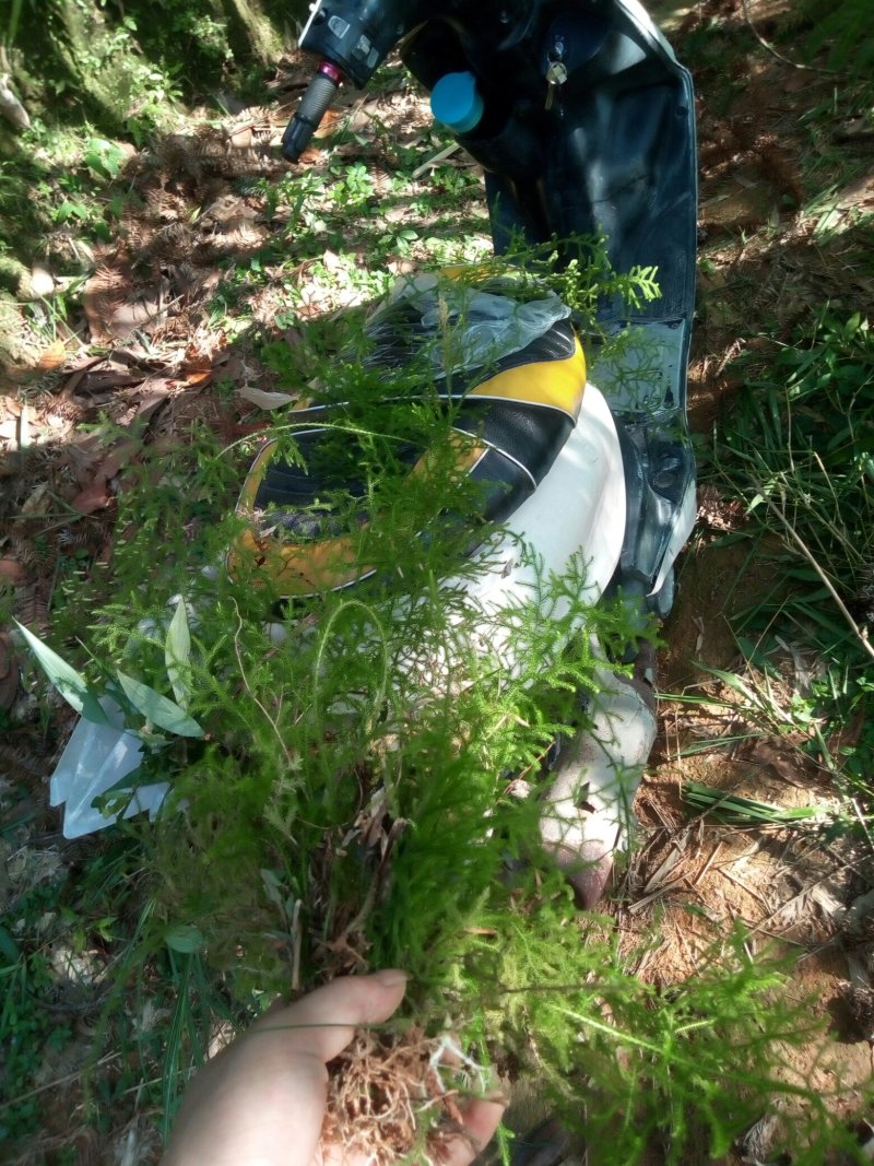 深山伸筋草，鲜品