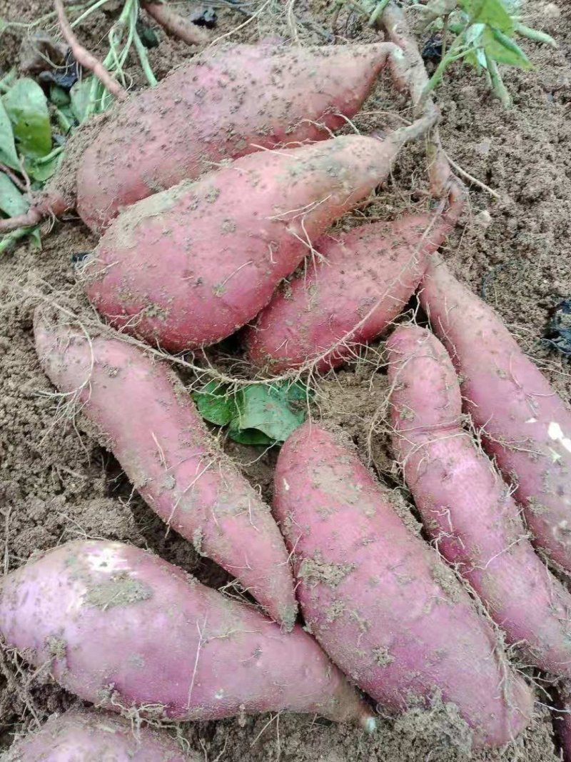 红嘉，红皮白心，红薯，口感好，干，面，甜