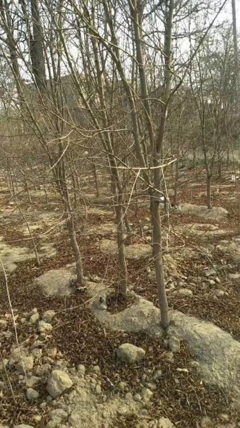 【有好货】突尼斯软籽石榴树2公分包成活死苗补发基地直销