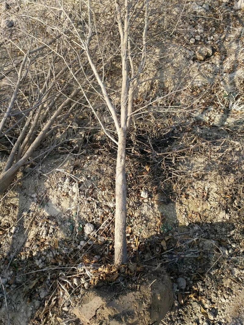 【有好货】突尼斯软籽石榴树2公分包成活死苗补发基地直销