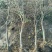 【有好货】突尼斯软籽石榴树2公分包成活死苗补发基地直销