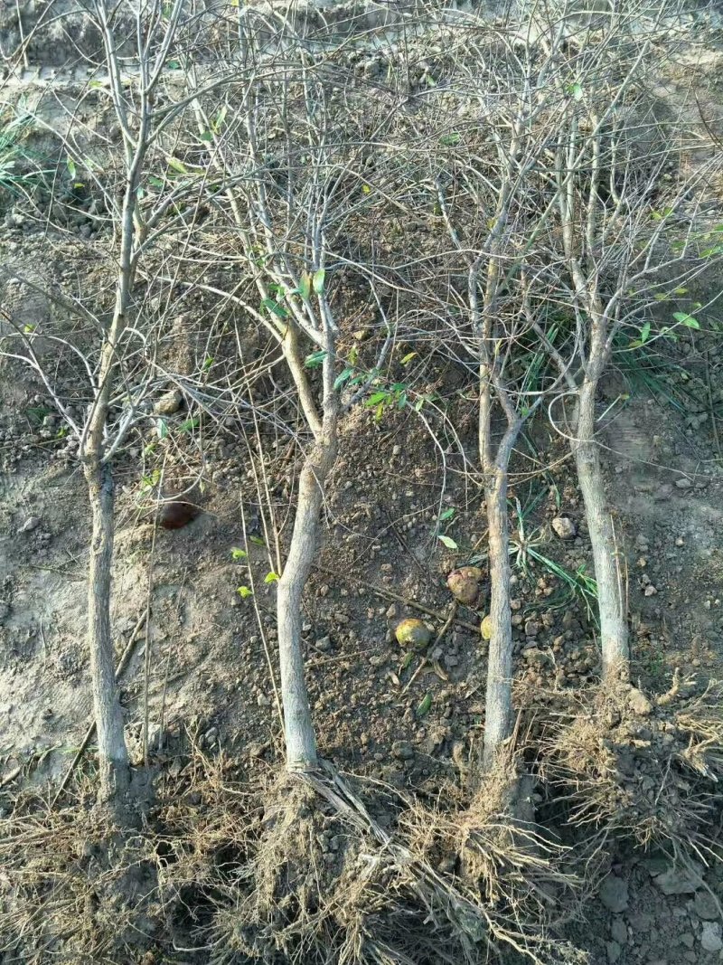 【有好货】突尼斯软籽石榴树2公分包成活死苗补发基地直销