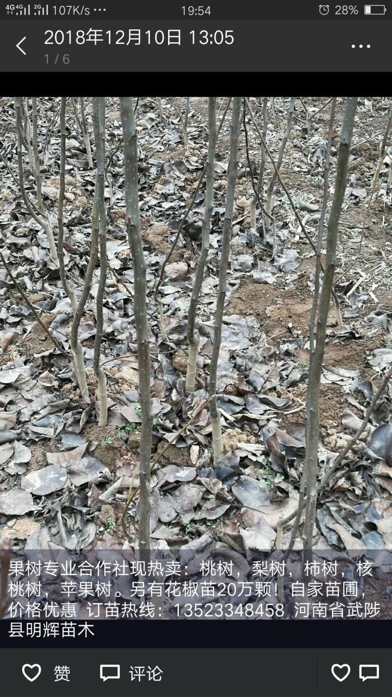 2到5公分的柿子树