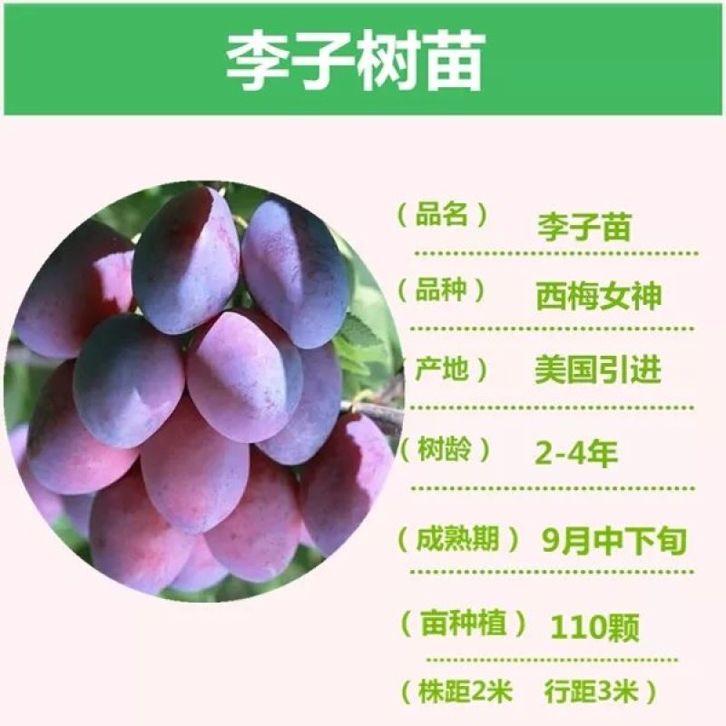 西梅苗，多个品种法兰西西梅，西梅女神，西梅皇后