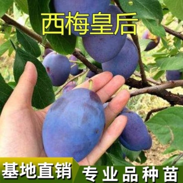 西梅苗，多个品种法兰西西梅，西梅女神，西梅皇后
