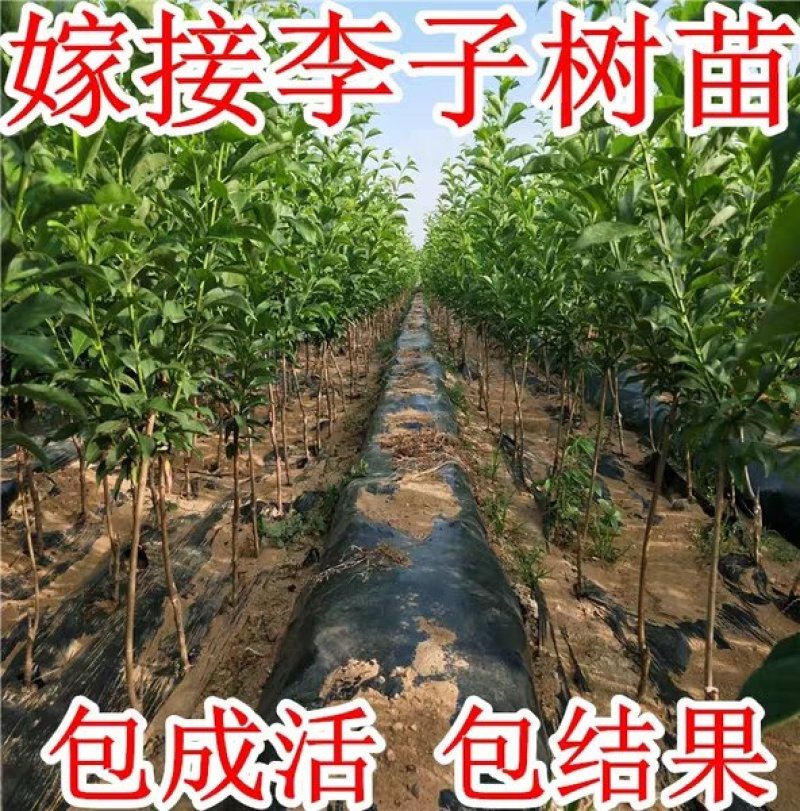 西梅苗，多个品种法兰西西梅，西梅女神，西梅皇后