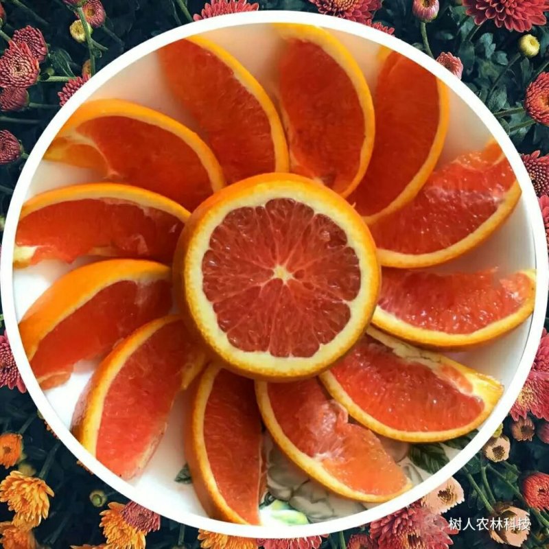 大果红肉脐橙苗/树人农林基地直发/纯度品质保证签订合同
