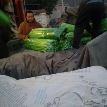 长期供应精品西芹打包装车