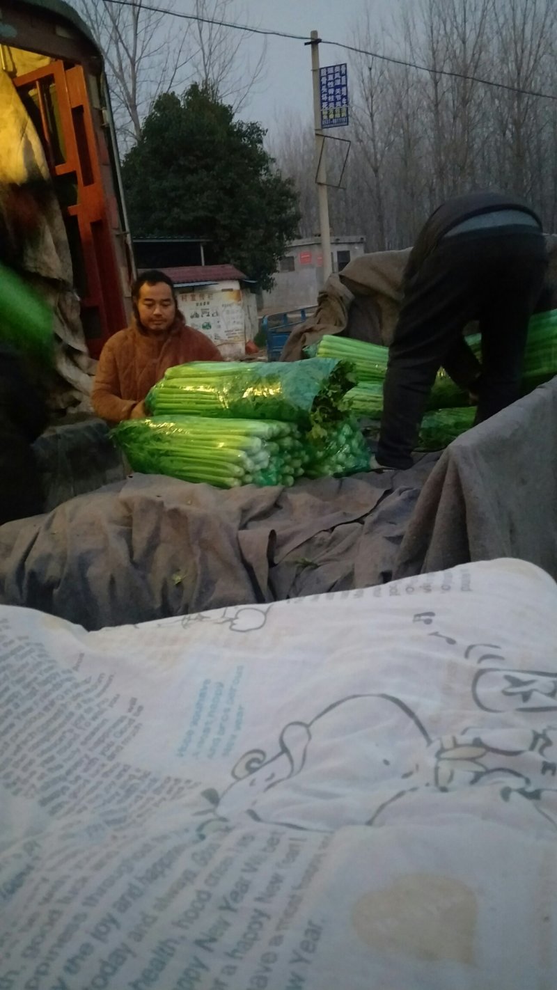 长期供应精品西芹打包装车
