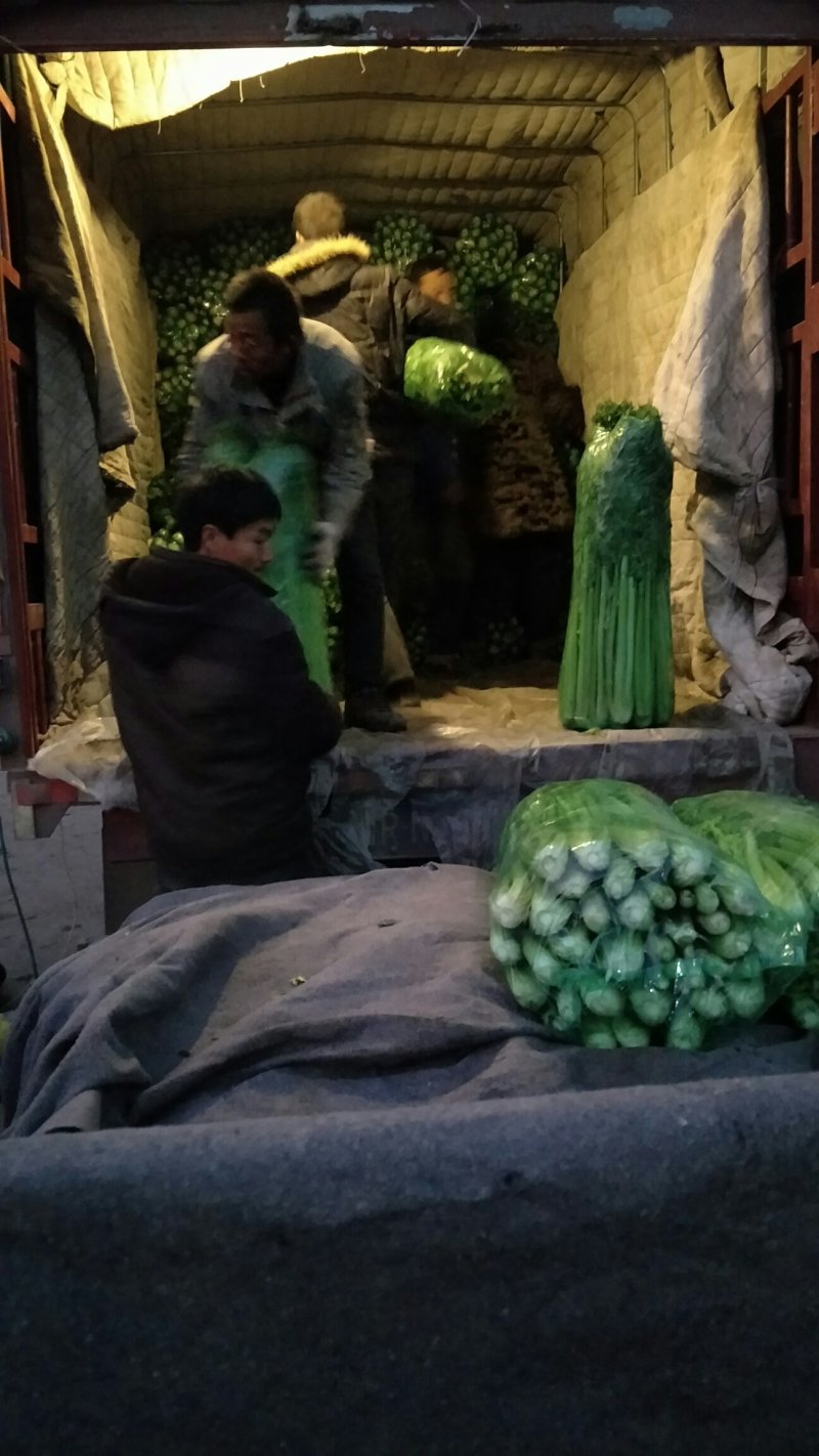 长期供应精品西芹打包装车