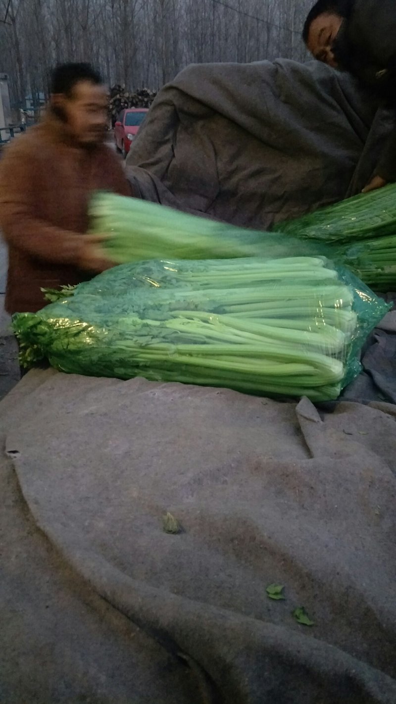 长期供应精品西芹打包装车