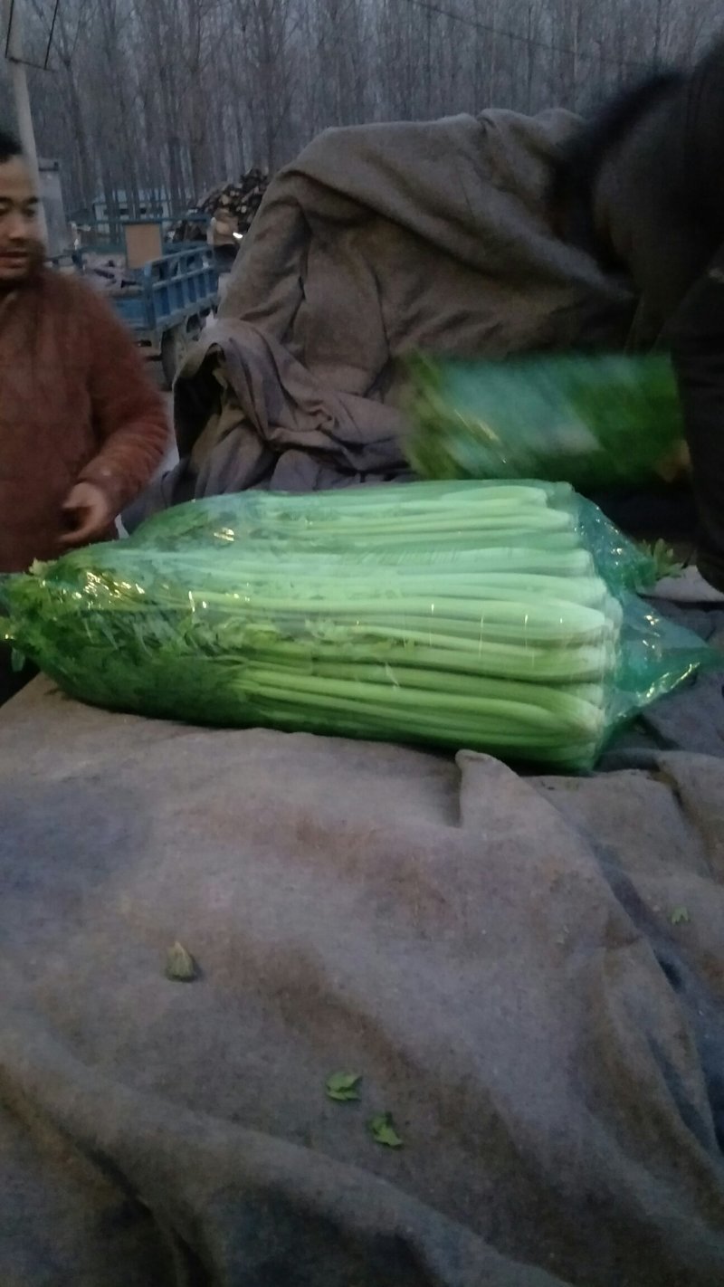 长期供应精品西芹打包装车