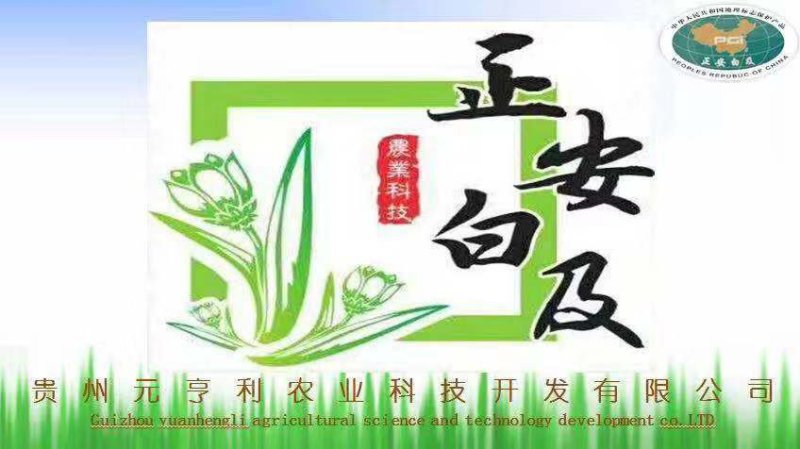 白芨种苗
