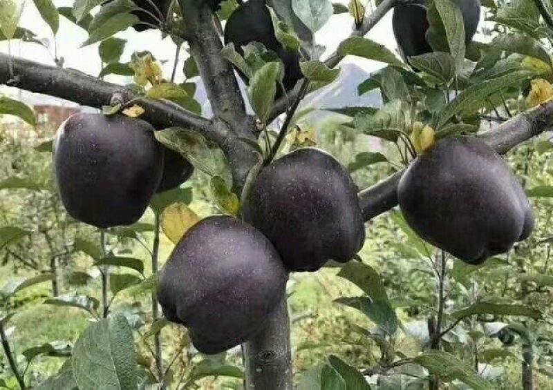 黑苹果树苗价格哪里便宜