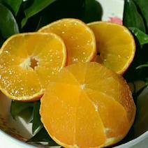 金堂脐橙自家果园生态脐橙，不打药💊，不上蜡，现摘现发…