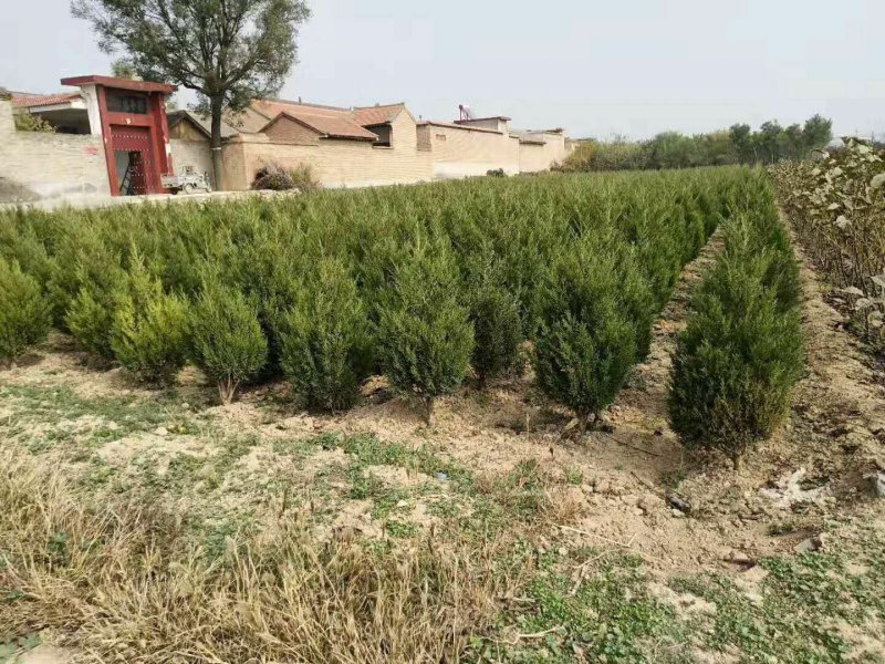 精品蜀侩，侩柏，铅笔柏，1-5米蜀侩，占地蜀侩
