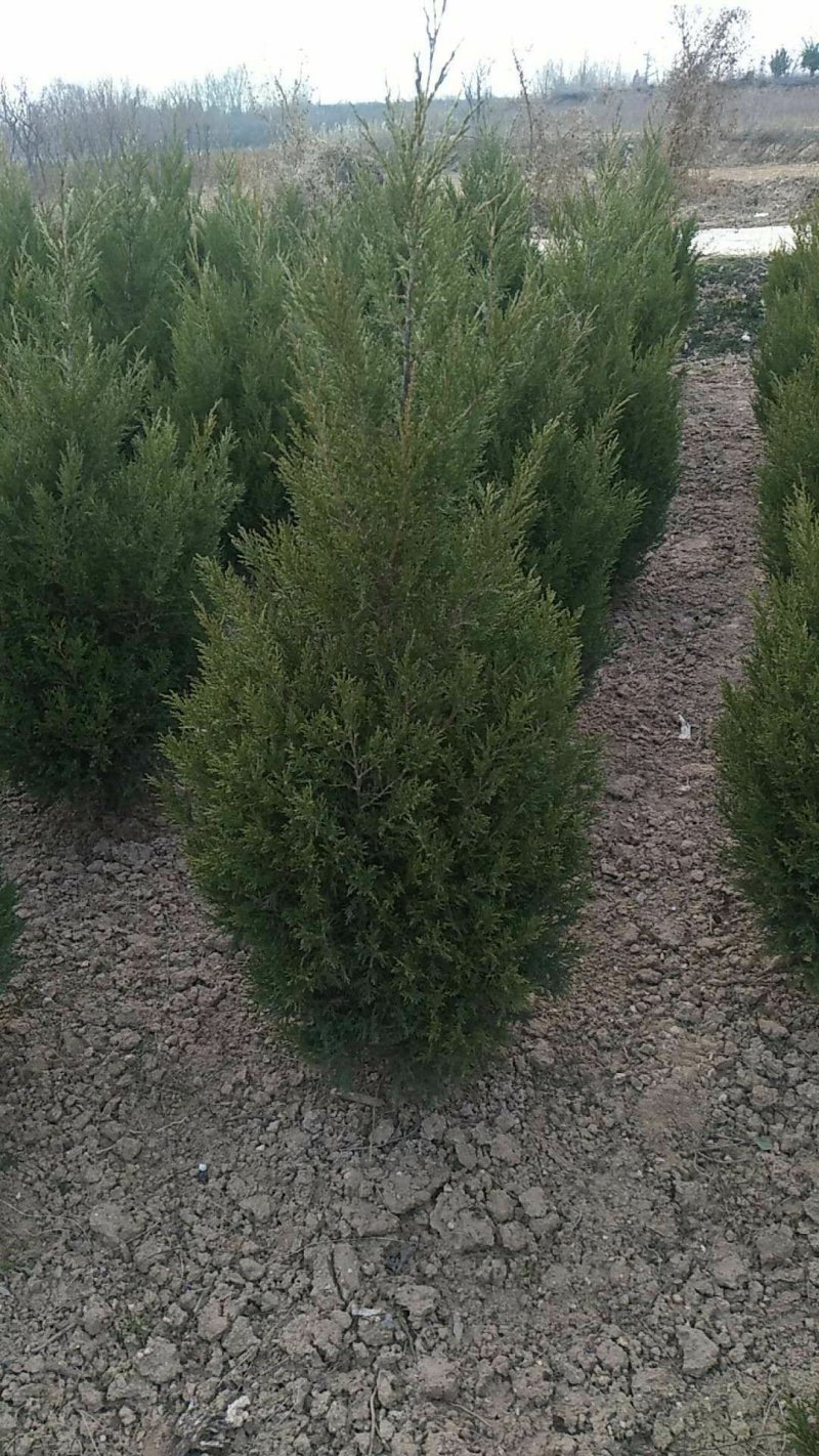 精品蜀侩，侩柏，铅笔柏，1-5米蜀侩，占地蜀侩