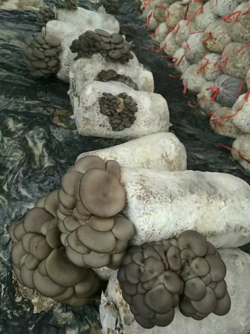 优质早秋高产平菇菌棒