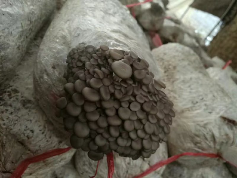 优质早秋高产平菇菌棒