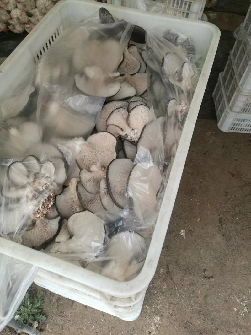 优质早秋高产平菇菌棒