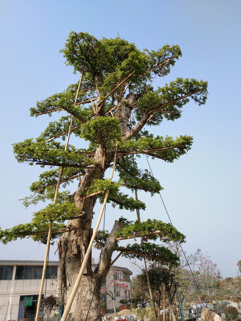 玉兰