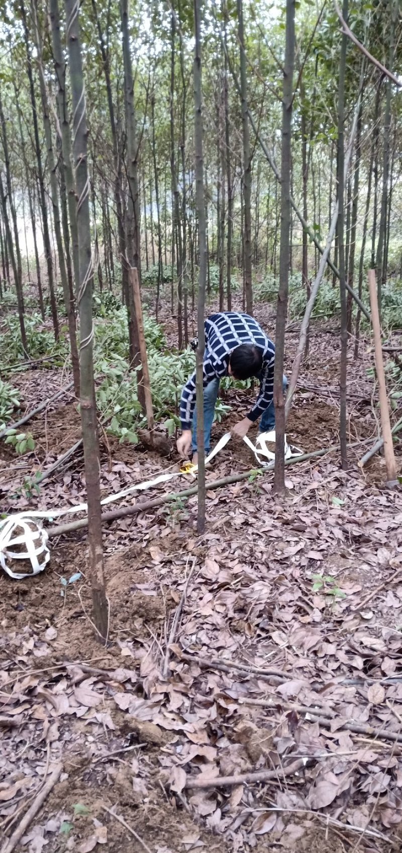 香樟树苗3-10迎风桥优质货源批发多杆香樟一手货源老